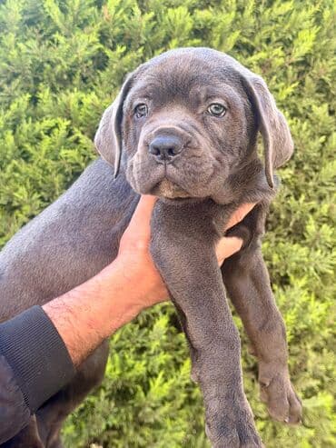 qafqaz coban iti sekilleri: Kane-Korso, 2 ay, Peyvəndli, Ünvandan götürmə — 3