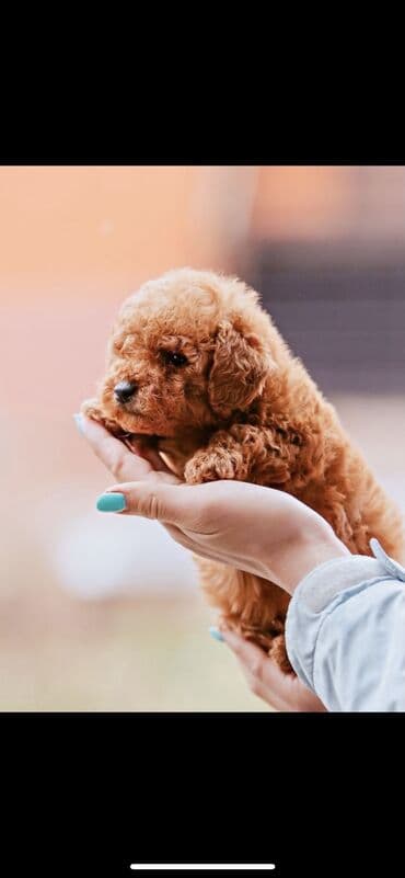 сколько стоит щенок чау чау: Pudel, 2 ay, Erkek — 3