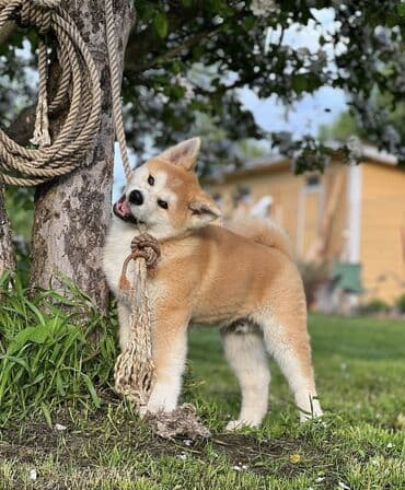 chappi it yemi: Akita-inu, Erkek, Ödənişli çatdırılma — 2