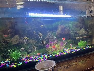 Птицы: Прямоугольный аквариум, Вместе с рыбами, 88 л — 1