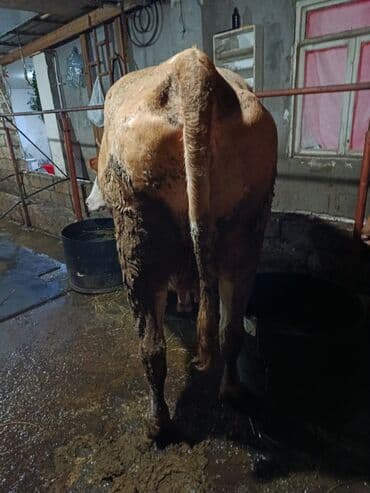 cins ineklerin satisi 2019: Dişi, Simental, il: 2, 500 kq, Ətlik, Ödənişli çatdırılma, Ünvandan götürmə — 4