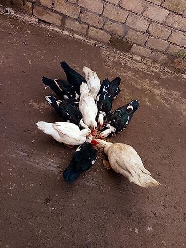lal ordək balası: Üç erkəydi 9 dişi heyet BALACADİ SATLİR damazdiq eladi ünvan — 7