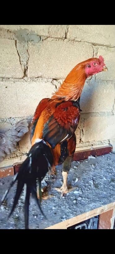 Qoyunlar, qoçlar: Məhsul: Xoruz (oyun/uzunboylu tip) Təsvir: - Rəng: Qızılı-çəhrayı baş — 1