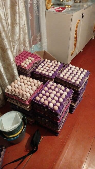 Təzə və mayali yemek və İnkubator ucun Kend yumurtasi var isteyen