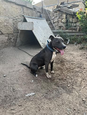 heyvan it: Pitbul — 4
