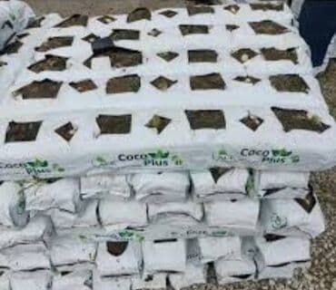 kok saplar: 🌱 100% təbii kokos torfu 💧 Suyu saxlayır, kök sistemini gücləndirir — 2