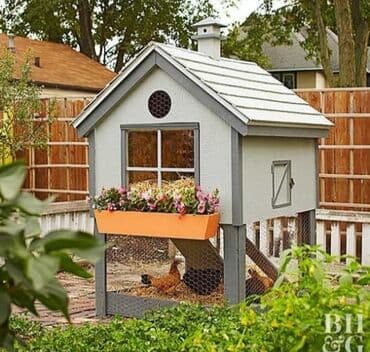 Dibçək sexi. Toyuq hini 📍Ünvan : Qala #Dibçək #Dibçək #Güldan #Güldan