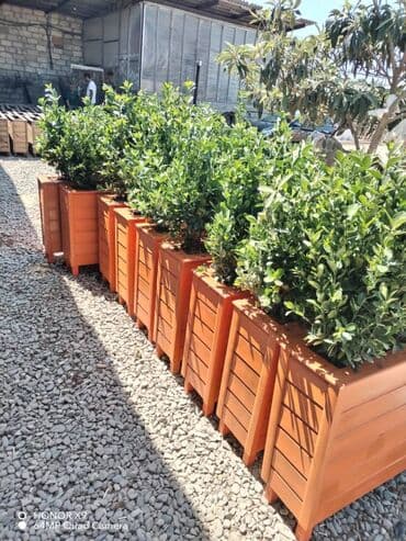 dipçək: 100x30x55 dipcek Bitki elave hesablanir Bitkinin hundurluyu 60-70sm — 3