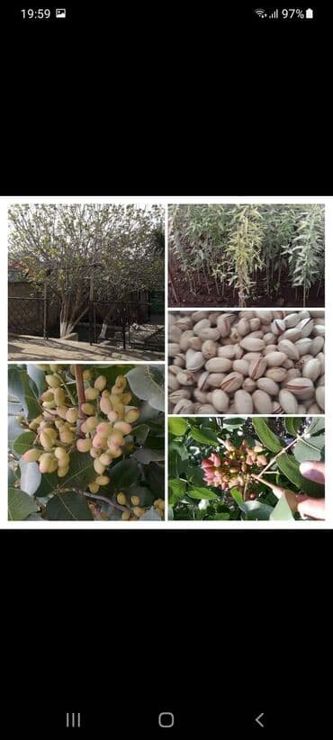 nərgiz gülü satışı: Pustə -- fstəşka və badam 1,2-3 illik agaçlardi 100% bitkilərdi — 1