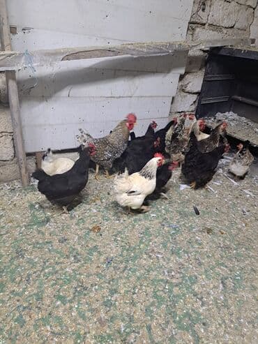 hazır yuva: Toyuq, Damazlıq — 17