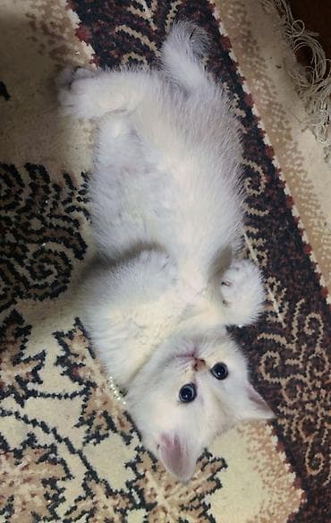 erkek pişik: Şotland yastı qulaq — 5