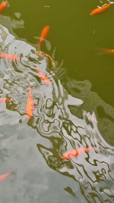 Gəmiricilər: Qızıl balıq, Sülhsevər, Ünvandan götürmə — 5