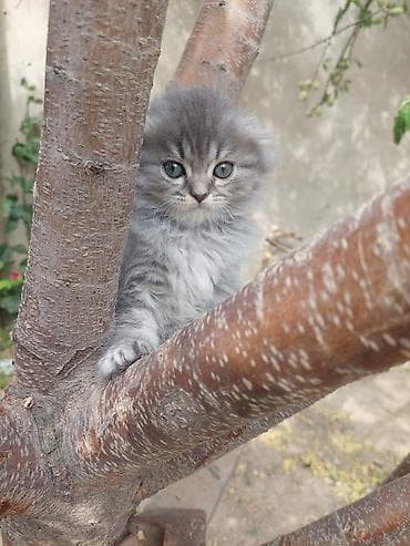 siyamski pişik: Şotland uzun tüklü — 2