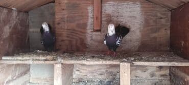 göyercin yuvası: Cüt dekorativ göyərçin - Növ: dekorativ/oynaq göyərçinlər - Rəng — 2