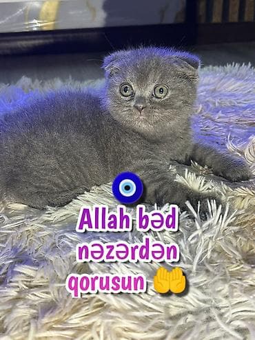 sari pisik: Şotland — 8