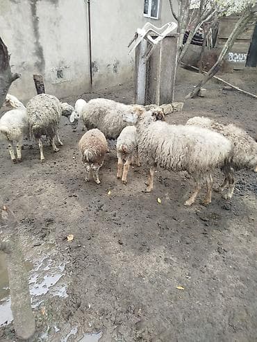 qoyun heyvan: Qoyun sürüsü – ana qoyunlar və quzular - Təyinat: ət və yun — 1