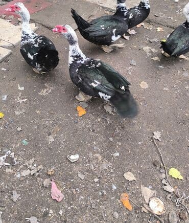 Digər kənd təsərrüfatı heyvanları: Erkək, | Lal ördək, Ətlik — 4