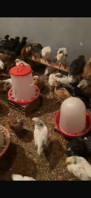 yaponka cücələri: Toyuq cücələri, Ətlik — 2