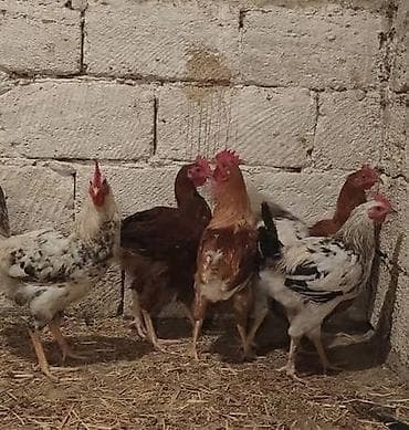 Kənd çolpaları satılır - Növ: yumurtacı və ətlik qarışıq yerli