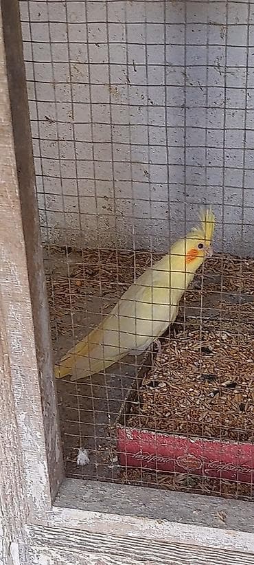 Məhsul: Nimfa tutuquşusu (Cockatiel) 3 bala satilir, 2 sari bir #sari