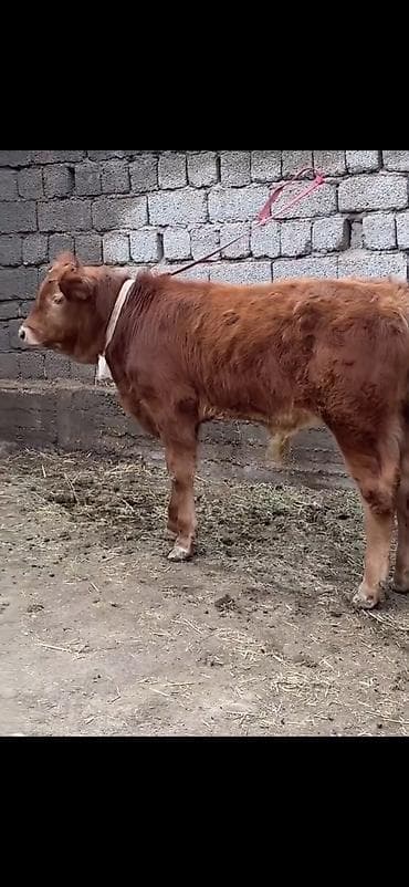 erkəy danalar: Qırmızı-qonur rəngdə, uzun tüklü gənc buğa balası (erkək danalıq) — 8