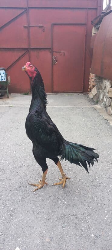 ağdam xoruzu gence: Təcili satilir.Heyrati xoruz, zil qara. 1yaş 3ayliq — 2