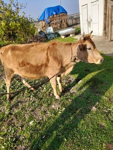 Lüğətlər: Salam fevral ayında doğlamlıdı xəsdə heyvan deyil tam sağlamdı — 2