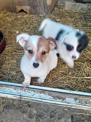 zvonok sobaka: Звонок, 3 месяца, Самка, Самовывоз — 4