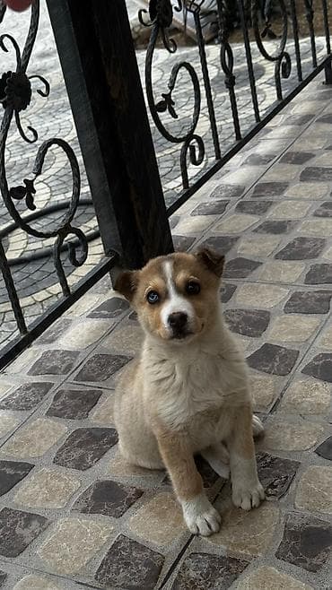 itler pitbul: Xaski, 3 ay, Dişi, Pulsuz çatdırılma — 1