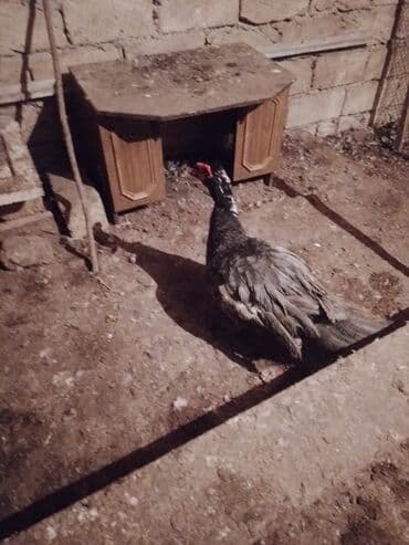 pişik su qabı: Lal prdəy yumurtaları macar sortu hal hazırda 10dənə var təzə düşüb — 5