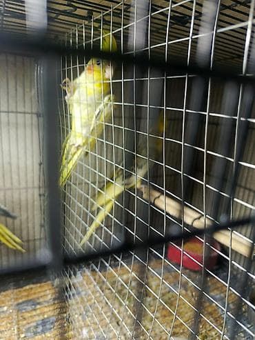 sirin itlerin satisi: Korella tutuquşu satılır qiymət 75 manat sondu ünvan yeni suraxanı 2 — 3