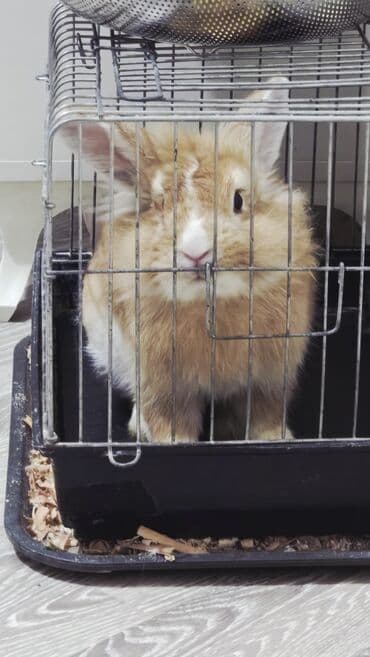 şirin dovşan şəkilləri: Ev dovşanı – tüklü, uzunqulaqlı, ev şəraitinə uyğun - Növ: ev dovşanı — 3