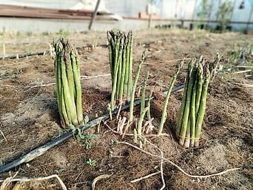 pecka soba: Məhsul: Qulançar Yaşıl #Asparaqus (sparja) – istixanada — 2
