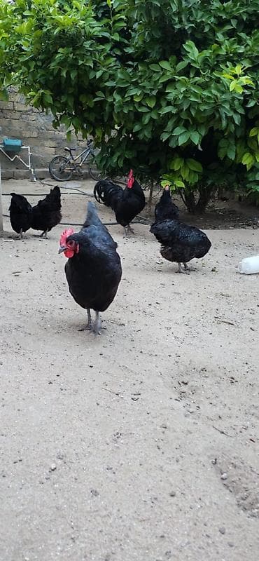 Heyvanlar: Toyuq, Australorp, Damazlıq — 5