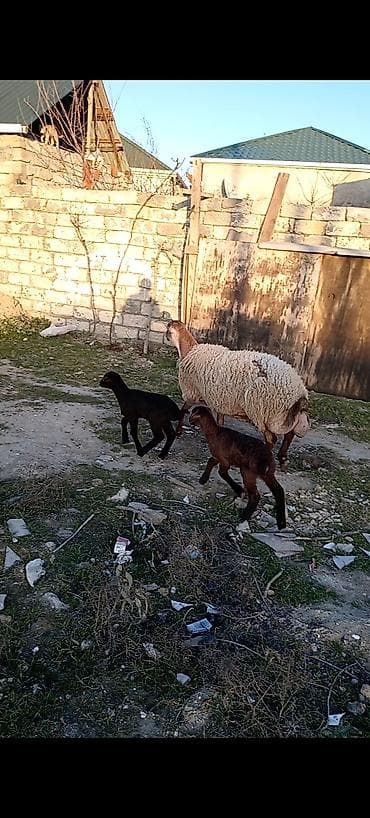 qoyunun disleri: Dişi, Qala, il: 1, 50 kq, Damazlıq, Ünvandan götürmə — 1