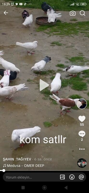 Göyərçinlər: Tutulmalar satllr kom 4 manatdan tek cut ferqli qiymete — 2