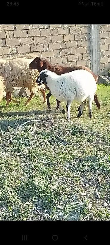 Yemlər: Salam 2 dənə əmlik quzu 1 erkəy 1 dişi tək tək satılmır tam sağlam — 2