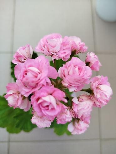 bezek bitkileri adlari: Geran yeni sort pink. Böyük ölçülü də var — 2