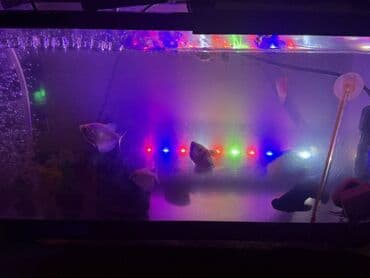 panda baligi: LED işıqlı akvarium seti - Şəffaf plastik gövdəli, qapaqlı akvarium - — 8