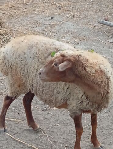 ağdam xoruzu gence: Salam .13 baş qoyundu.hamisi boğazdır,2-5 qarına.1 ay doğalar saglam — 2