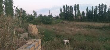 mağaza üçün yer icarəyə götürürəm: Ünvan: Qusar şəhəri Ləyər kəndi (ləzgi ləyər) 1hk 68 sot bağ yeri — 16