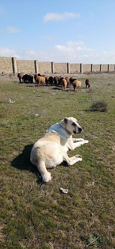 tap az pitbull: Qurdbasar, 2 il, Dişi, Peyvəndli, Ödənişli çatdırılma — 10