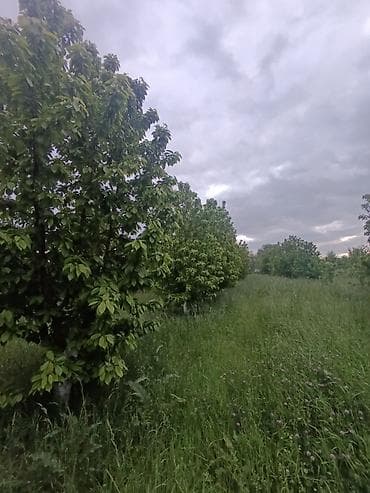 ev torpaq: 35 sot, Kənd təsərrüfatı, Maklerlər narahat etməsin, Kupça (Çıxarış) — 3