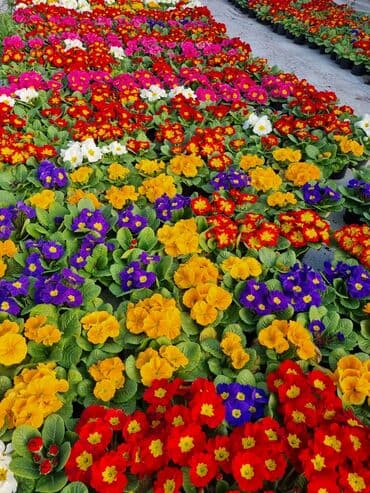 qızıl gül buketi: Gullerin satişi — 22