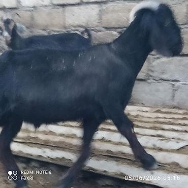 ördək balası və cücə: Erkək, Hələb, il: 1, Damazlıq, Ödənişli çatdırılma — 5