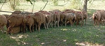 cins ineyler: Satılır: qrup halında qoyunlar - Növ: yerli cins qarışığı, qısa — 6