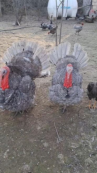 cins ineklerin satisi: Erkək, Damazlıq — 6