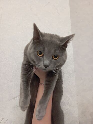 britan pişiyi: Britan, Erkək — 4