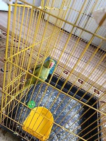 iran qusu: Ojirella hazir mayadi 2 yawdan yuxaridi qiymet 160 manat isdiyen — 3