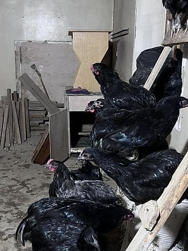kend toyuqu: Toyuq, Australorp, Damazlıq, Ünvandan götürmə — 1